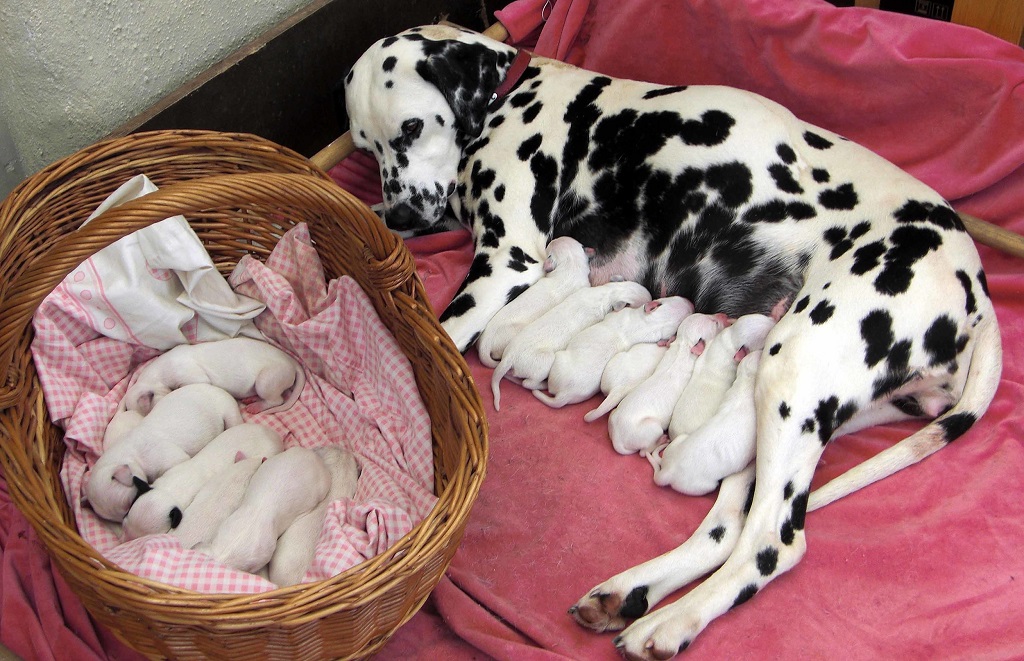 Новорожденные без матери щенки. Далматин. Далматин, щенок. Щенки далматинца белые. Далматинец щенок без пятен.