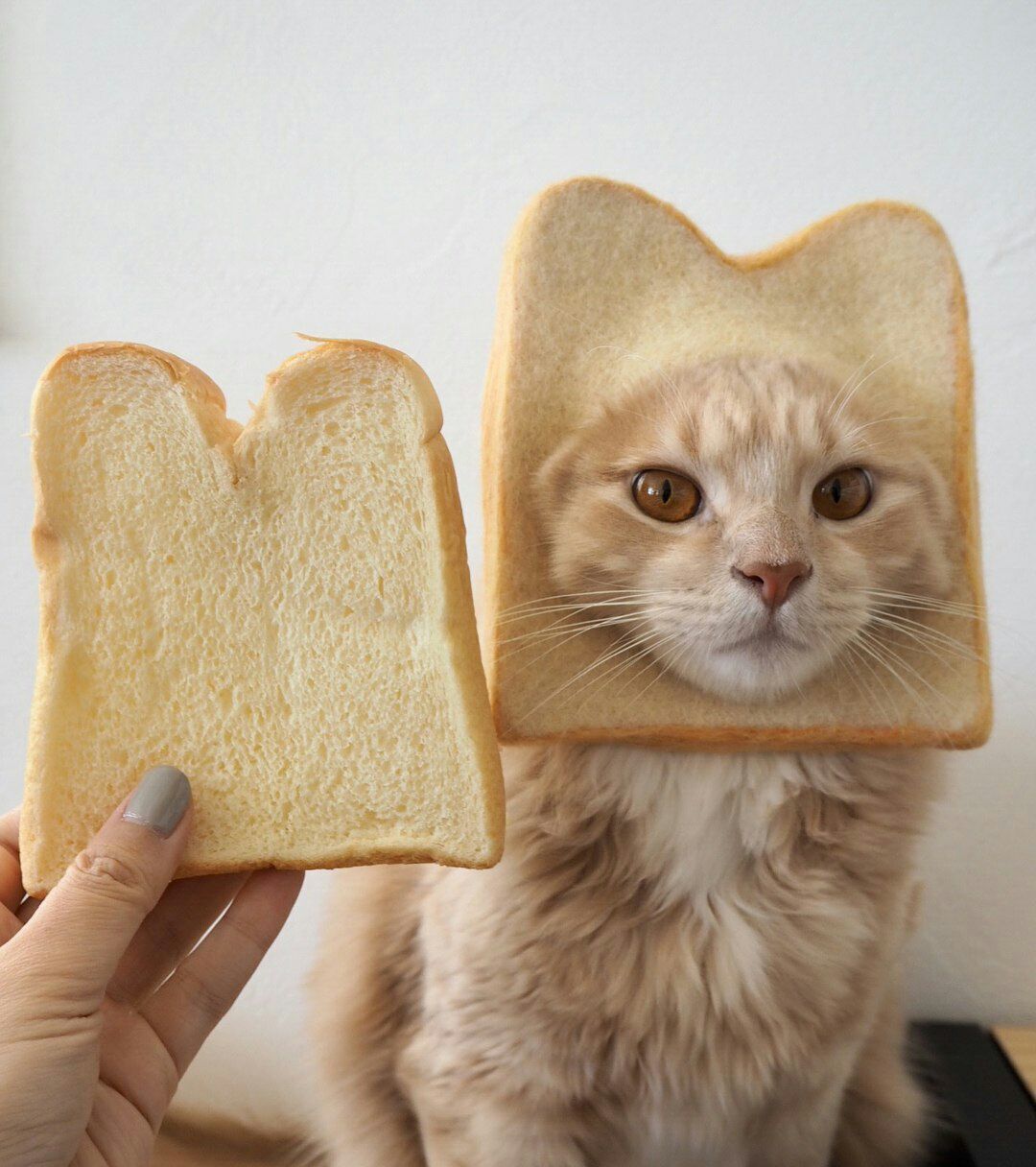 Можно котам хлеб. Кот хлеб. Котик Хлебушек. Коты в хлебе. Котик с хлебом на голове.