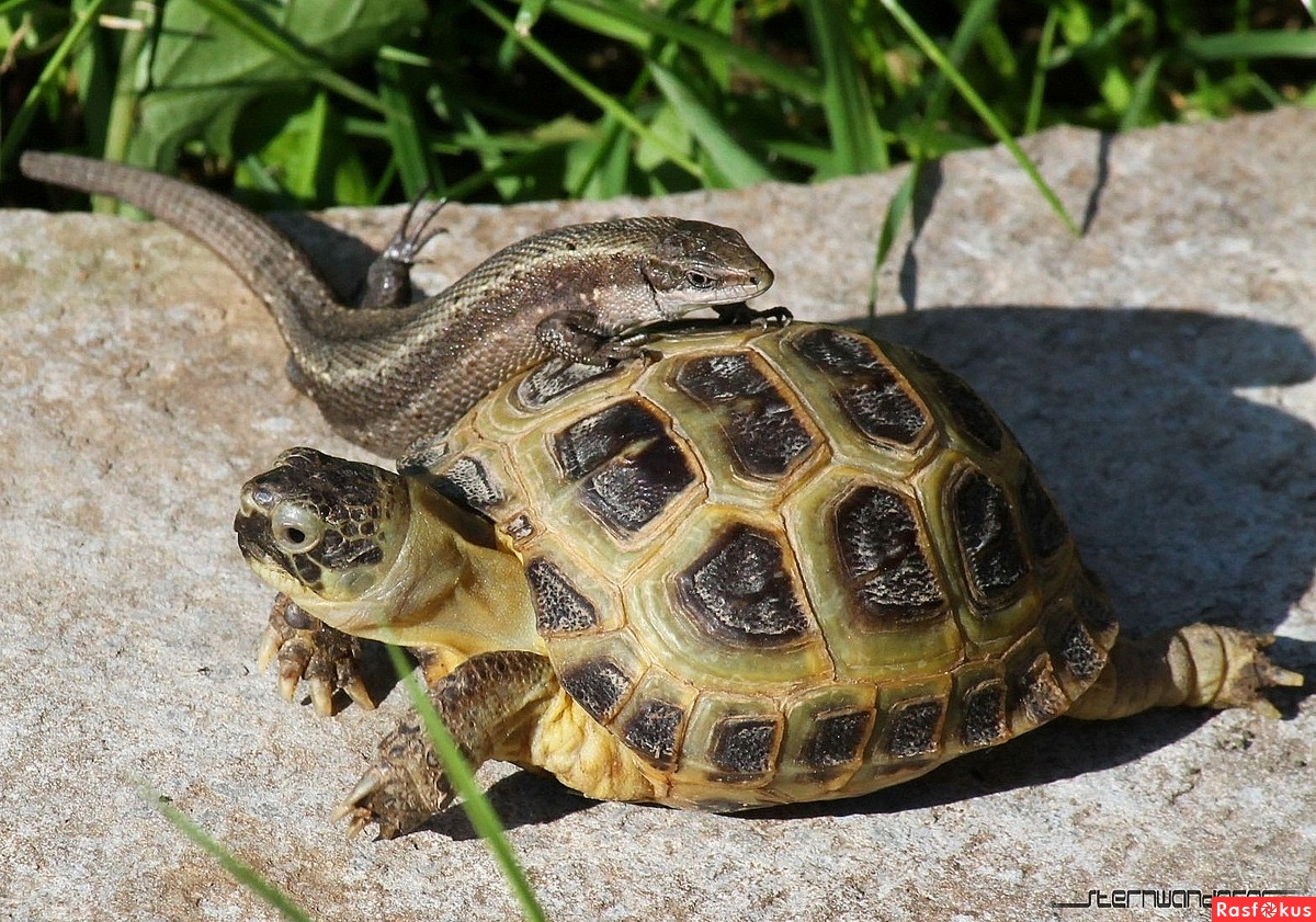 Turtle pro. Рептилии Варан черепаха. Ящерицы змеи черепахи. Трехголовая черепаха. Сухопутная черепаха.