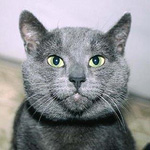 Аватар пользователя King