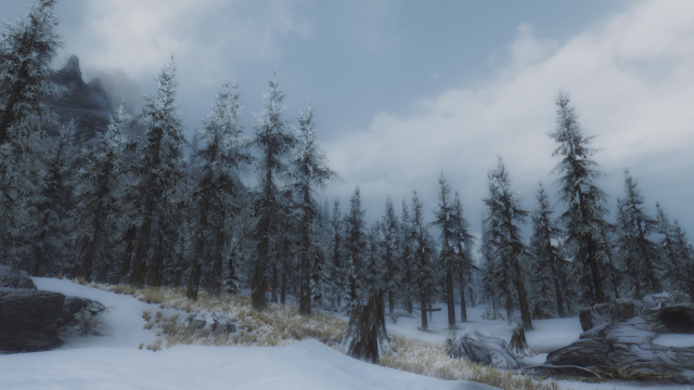 Холодные леса
