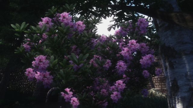 Azalea