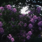 Azalea