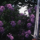 Azalea