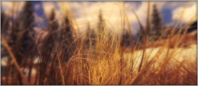 Зимняя, сухая трава