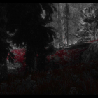Bloody Forest.