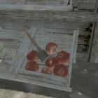 Огромные помидоры.