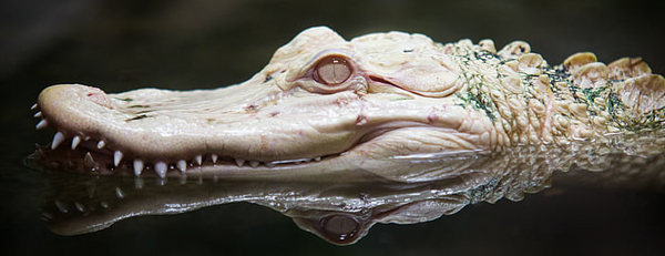 pre_1624300717__albino-alligator-zoo-reptile-preview.jpg