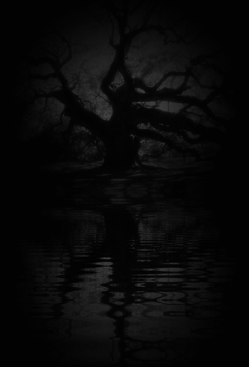 pre_1624741208__1192599358dark-forest-tree-animated-gif-1.gif