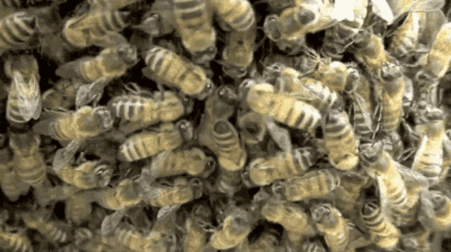 pre_1634500236__bees-honeybees.gif
