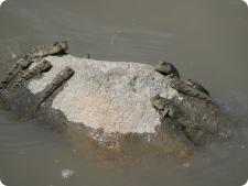 1307243457_mudskippers2.jpg - Размер: 64,24К, Загружен: 200
