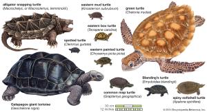 Turtles.jpg - Размер: 1,08МБ, Загружен: 38