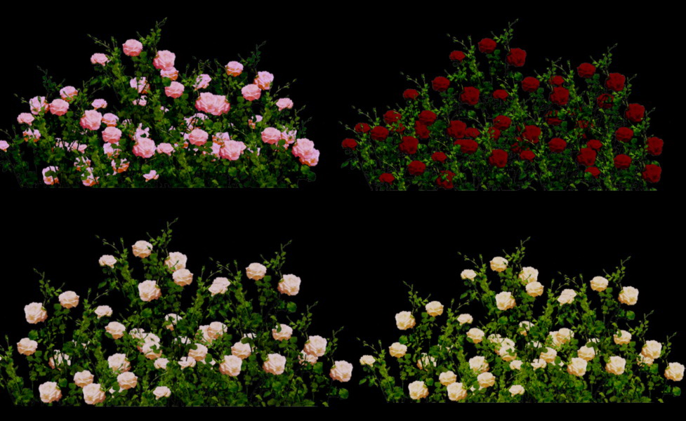 Roses Resource