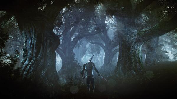 Night Forest