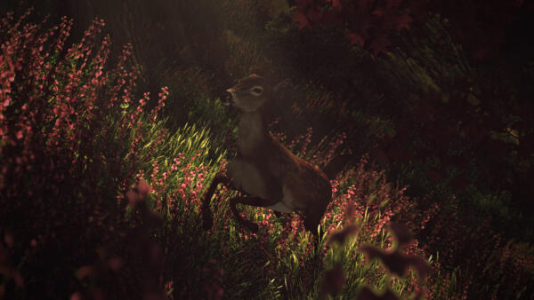 Deer