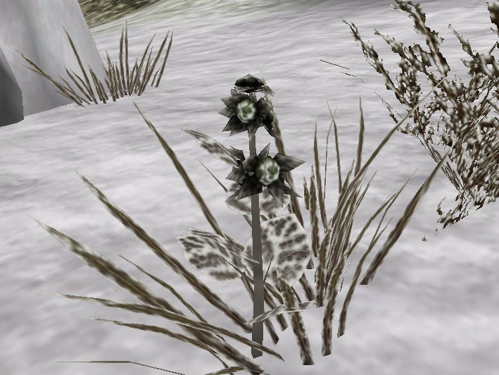 bm-flora-unripened_belladonna.jpg