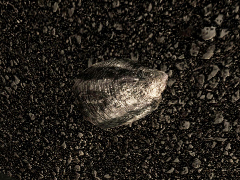 db-flora-pearl_oyster.jpg