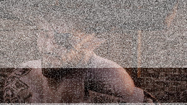Iron Bull