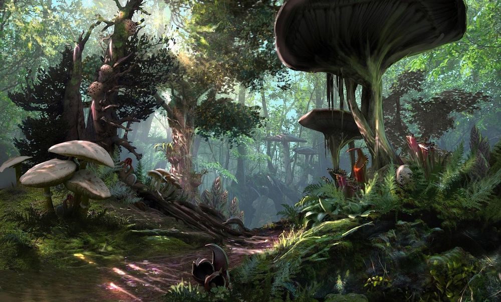 morr mushrooms.jpg
