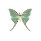 Лунный_мотылёк.png