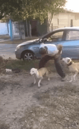 Пёс.gif