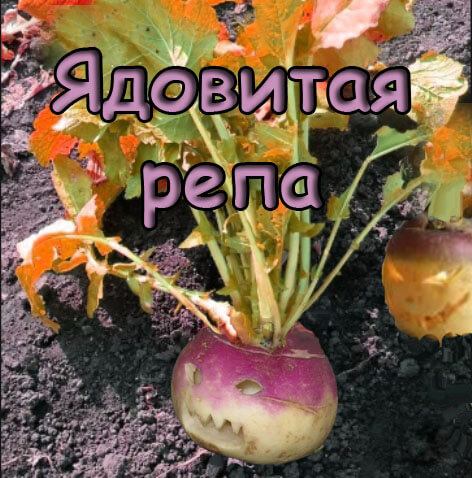 ядовитая репа.jpg