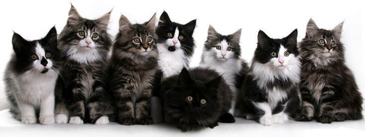 Котики.jpg