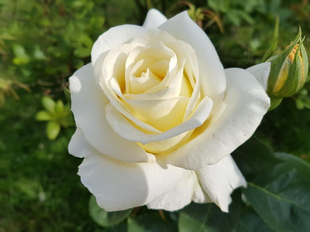 rose-2442335_1920.jpg