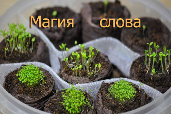 магия слова.jpg
