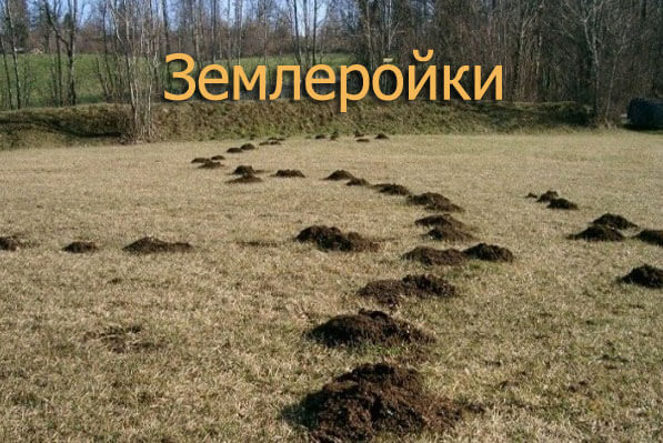 Землеройки.jpg