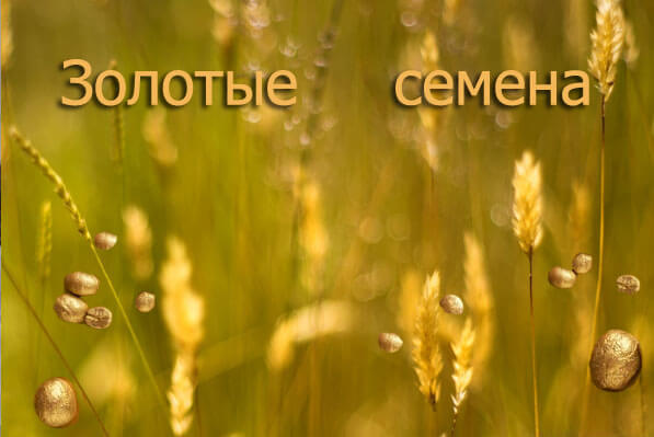 золотые семена.jpg