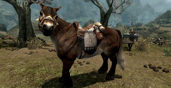 Lovely horses