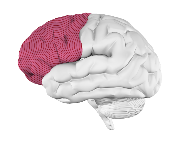 prefrontal.png