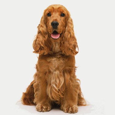 cokker-spaniel.jpg
