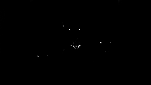 собаки во мраке.gif