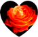 Пламя розы. Приз (1).png