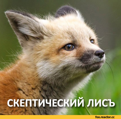 %D0%B6%D0%B8%D0%B2%D0%BD%D0%BE%D1%81%D1%82%D1%8C-%D0%BB%D0%B8%D1%81%D1%8F%D1%82%D0%B0-%D0%9B%D0%B8%D1%81%D0%B0-%D1%84%D1%8D%D0%B.jpeg