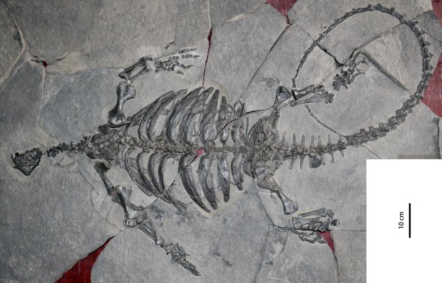 1-skeleton-of-eorhynchochelys-sinensis.jpg.jpeg