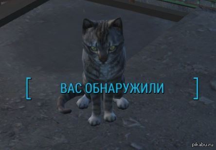 1447705323_821718070.jpg.jpeg