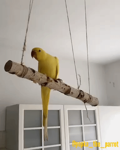 1531340454126686240.gif