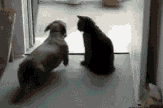 1861c996563c.gif