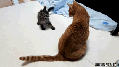 31135dad8be0.gif