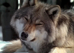 3BNd.gif
