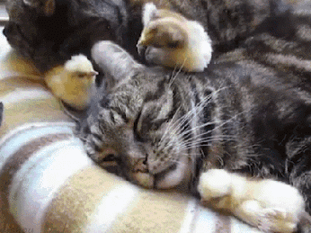 507494456a64.gif