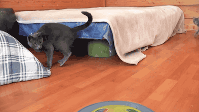 533c7c5f9742.gif