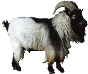74a321441ed49b4ec260677b4437c7d6.png.webp.png