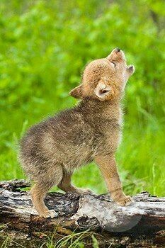 762df04bd28a73bc2ba48746c7b762f3--wolf-howling-baby-wolves.jpg.jpeg