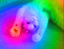 7e722ff1ea85.gif