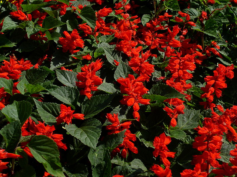 800px-Salvia_splendens1.jpg.jpeg