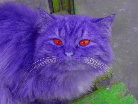 a5a5c1b6dc6bf4b0b35f7aae6c3cbf4f.jpg.jpeg